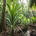 Pandan plant Pandan plant