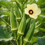 Okra Okra