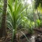 Pandanus-Pflanze